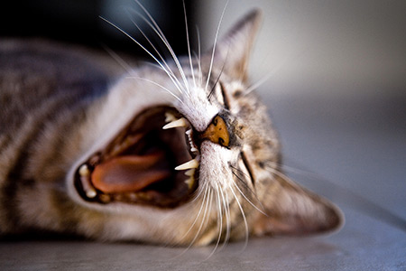 Feline Dentistry at First Vets