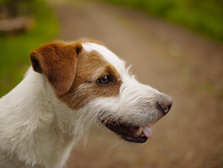 Dentistry services for cats and dogs at First Vets Wanganui