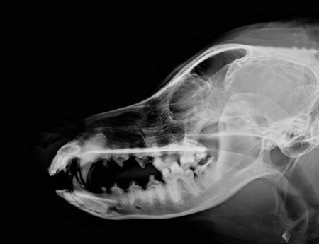 Small animal dental x-rays at First Vets Whanganui