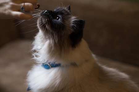 Feline Grooming at First Vets Whanganui