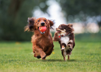 First Vets Cat and Dog Geriatric Checks