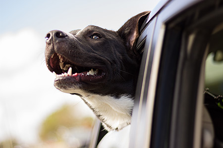 Cat and Dog Microchipping at First Vets Whanganui