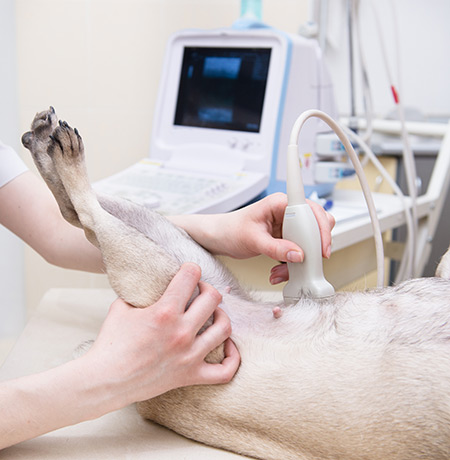 Dog Pregnancy Ultrasounds at First Vets