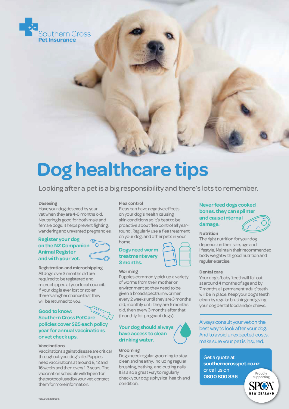 Dog Healthcare Tips