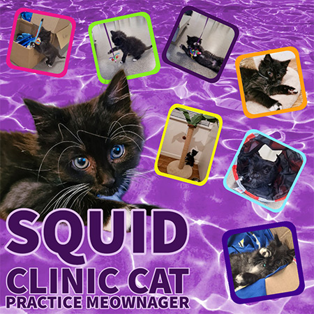 Squid the First Vets Clinic Cat and Practice Meownager